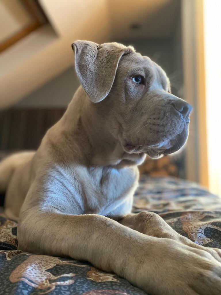 Bandog Mastiff